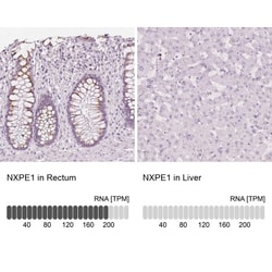 FAM55A Antibody, Novus Biologicals 25 &mu;L, Unlabeled:Antibodies, Polyclonal
